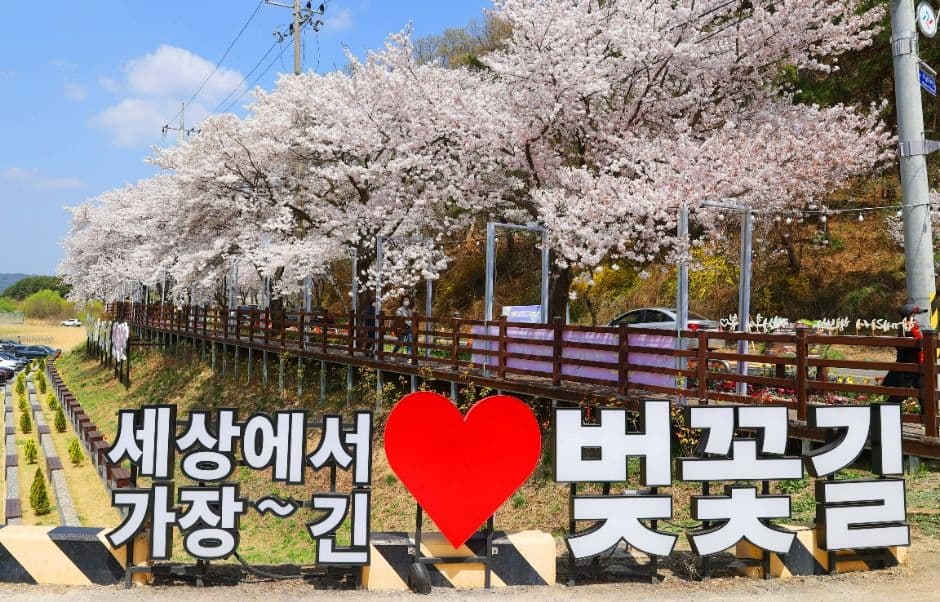 대청호 벚꽃길 대표 이미지