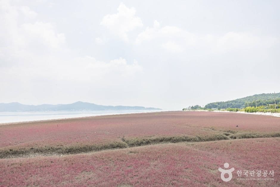 석모도 칠면초 군락지 대표 이미지