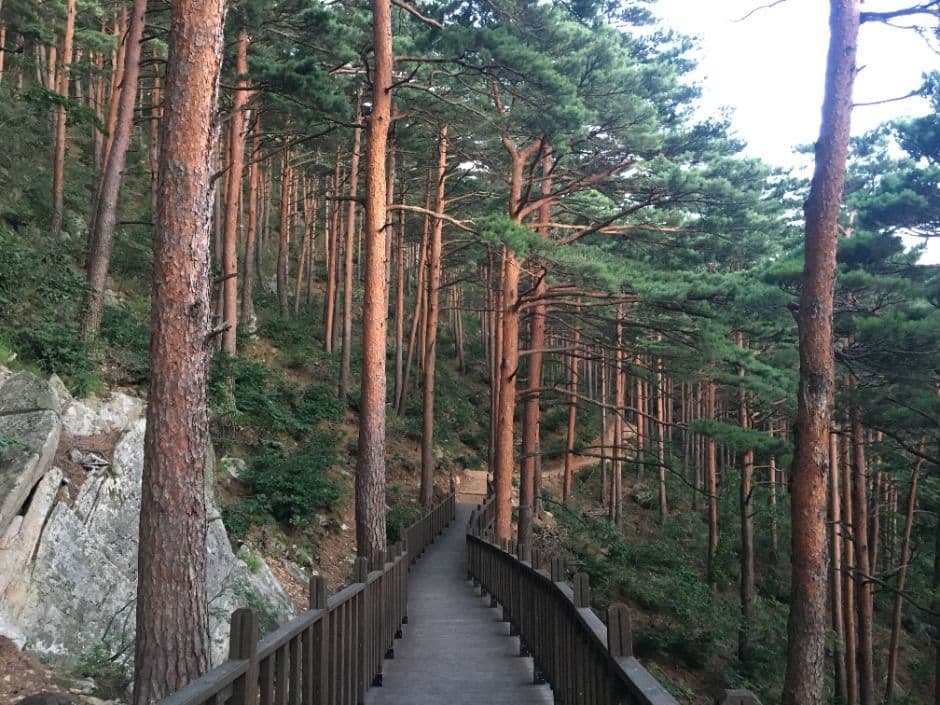 국립대관령치유의숲 대표 이미지