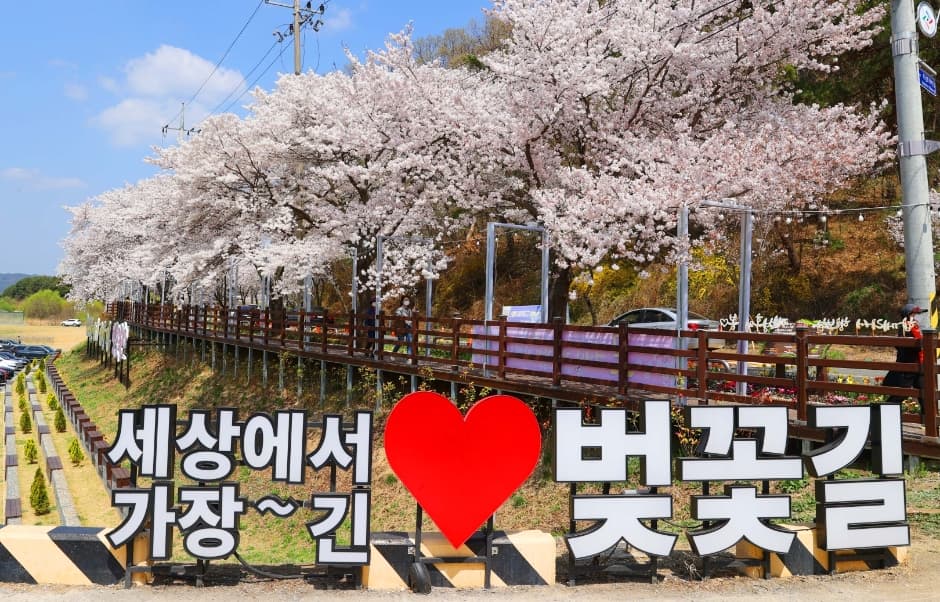 대청호 벚꽃 축제 대표 이미지