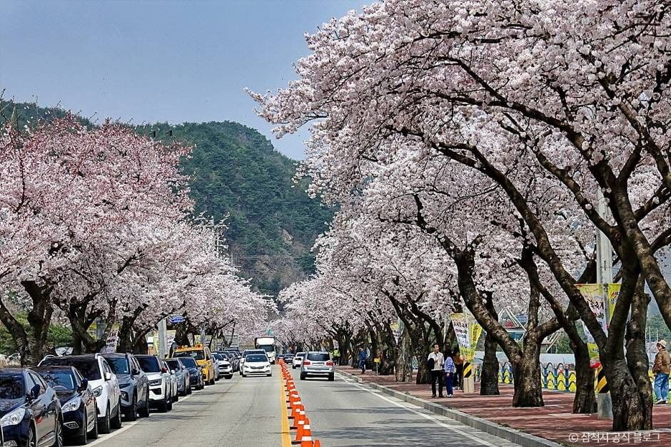 맹방 벚꽃길 대표 이미지