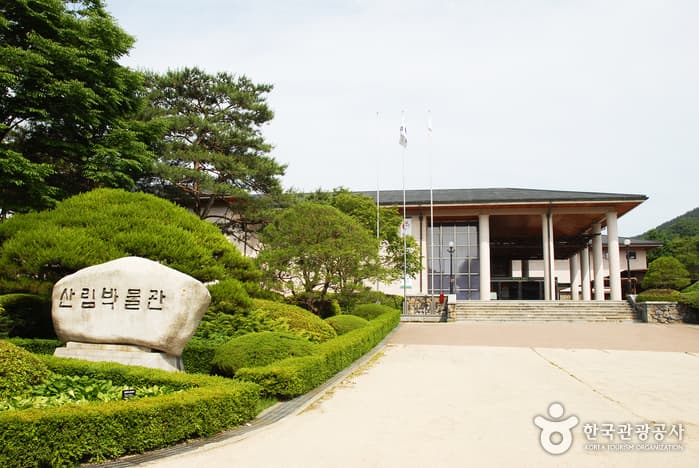 무성한 나무숲 길의 힐링 산책 대표 이미지
