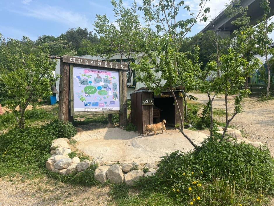 대관령아기동물농장 대표 이미지
