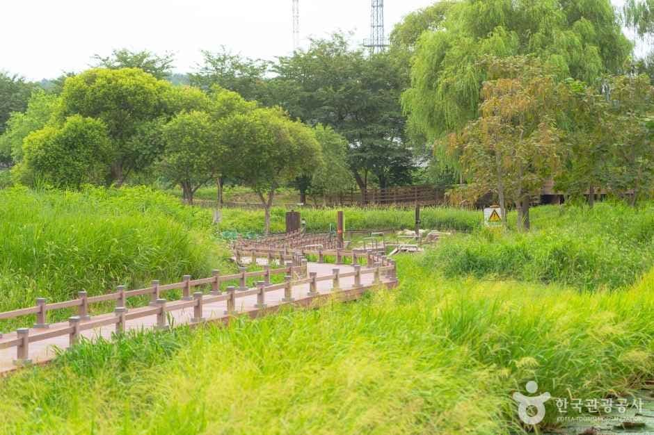 경포가시연습지 대표 이미지