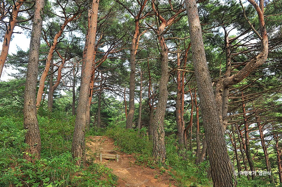 화진포소나무숲산림욕장 대표 이미지