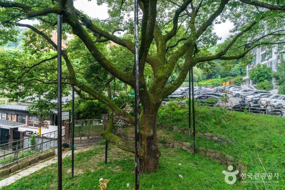 서울 신림동 굴참나무 대표 이미지