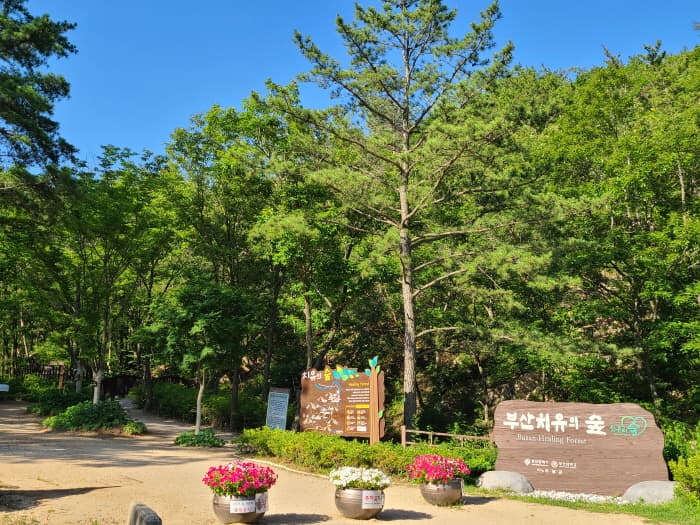부산 치유의 숲 대표 이미지