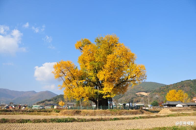 울주 구량리 은행나무 대표 이미지