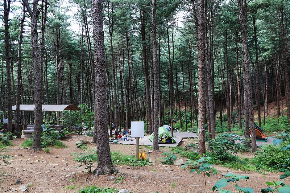 호명산잣나무숲속캠핑장 대표 이미지