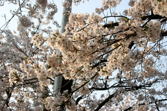 영등포 여의도 봄꽃축제 대표 이미지