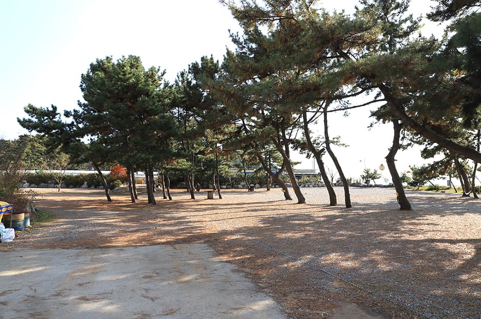 비치캠핑장 대표 이미지
