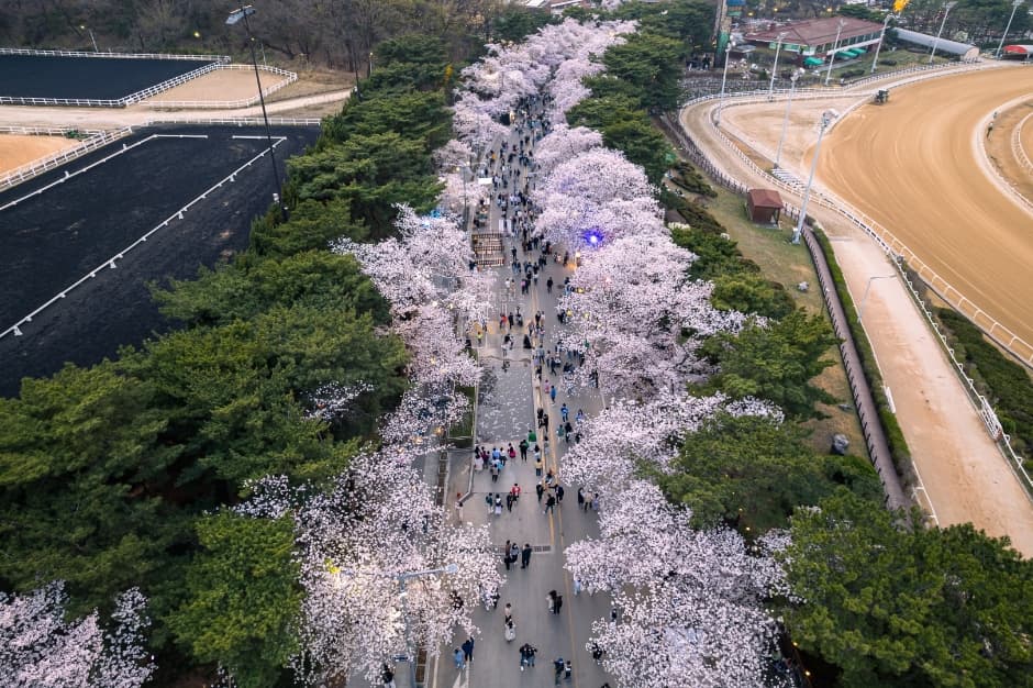 렛츠런파크 서울 벚꽃축제 대표 이미지