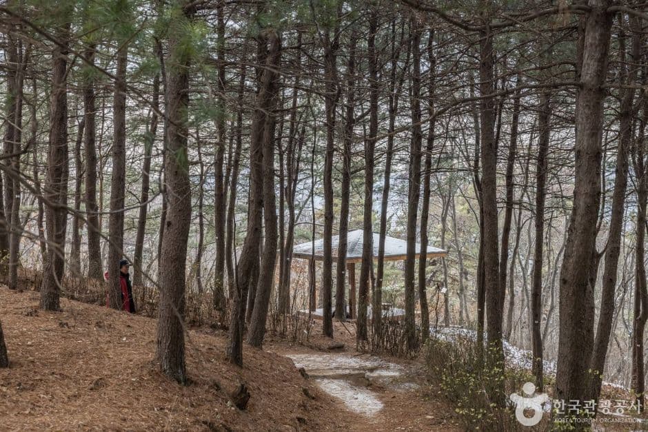 초안산 대표 이미지