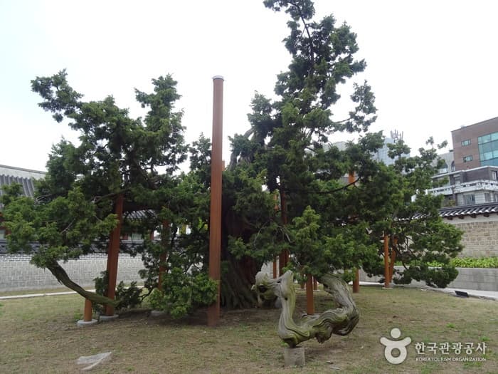 창덕궁 향나무 대표 이미지
