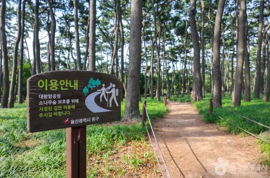 대왕암 송림 대표 이미지
