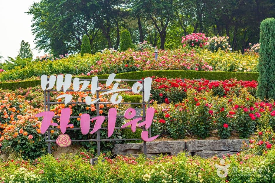 백만송이장미원 대표 이미지