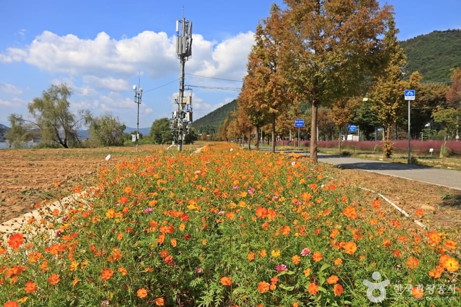 논공꽃단지 대표 이미지