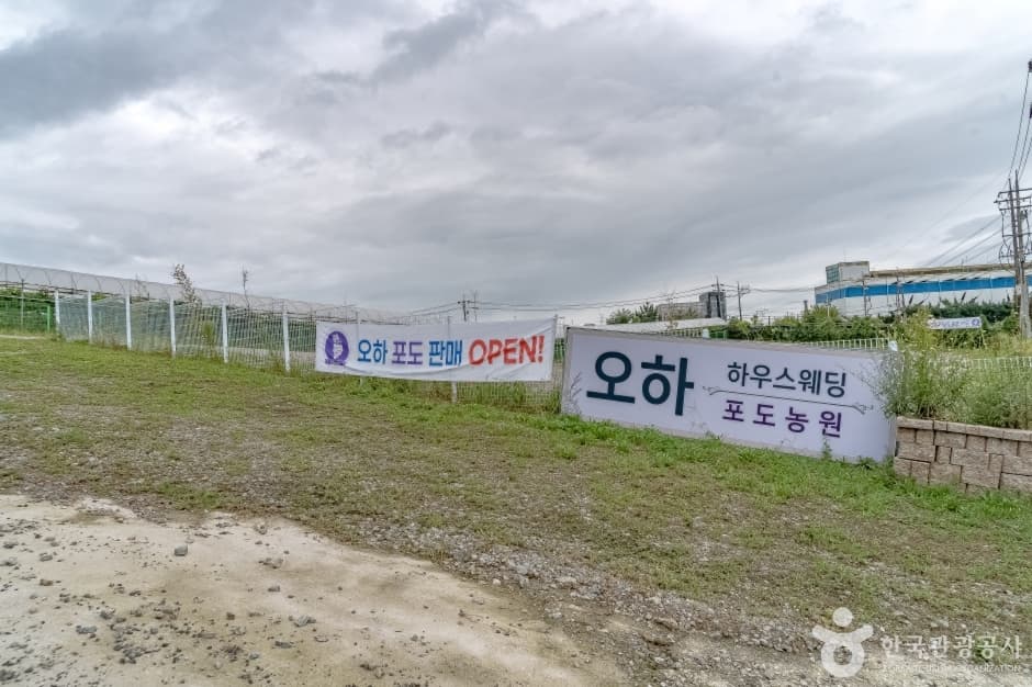 오하포도농원 대표 이미지