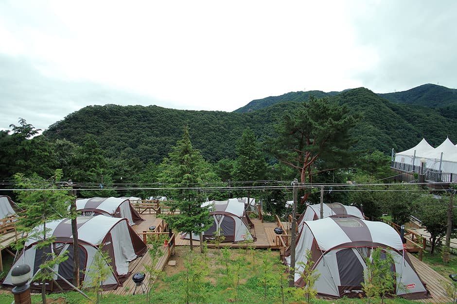포레스트12 대표 이미지