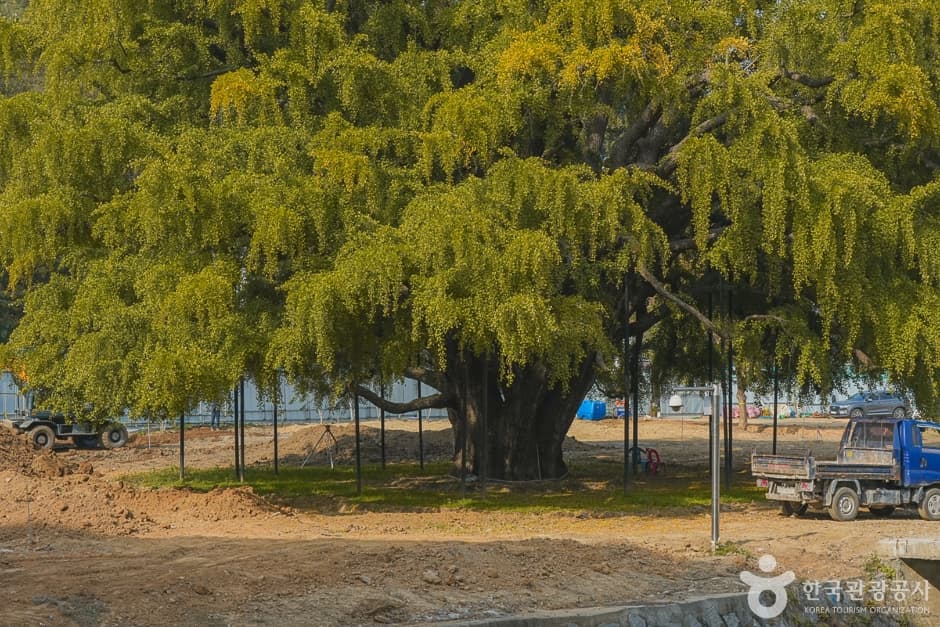 장수동은행나무 대표 이미지