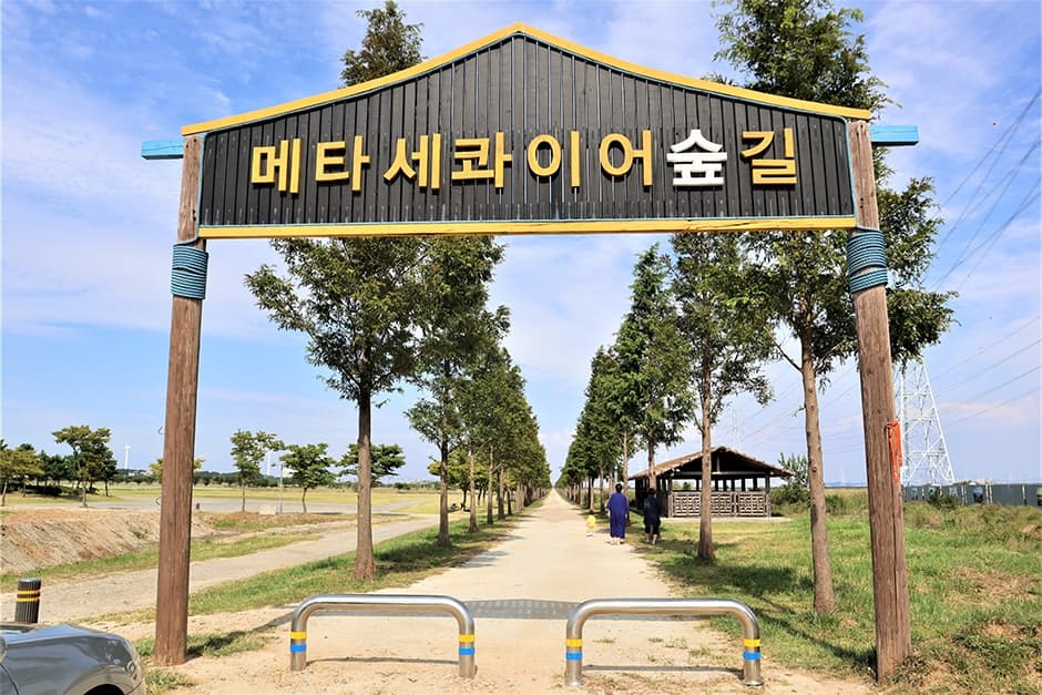 대부도 메타세콰이어길 대표 이미지