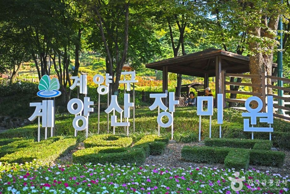 계양산장미원 대표 이미지