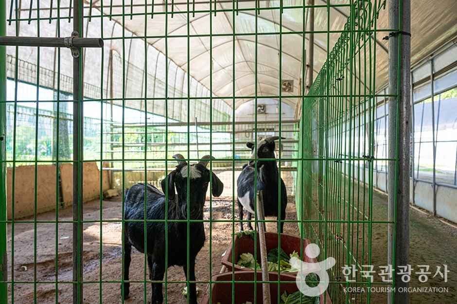 찬우물 체험동물농장 대표 이미지